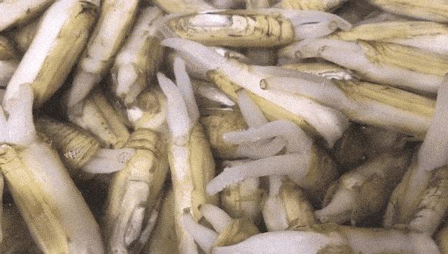 四月蛏肥美莫负西施舌,三月适合吃的海鲜蛏子