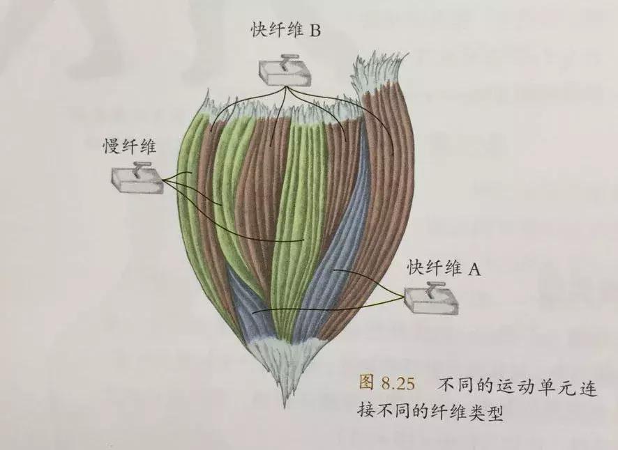 冰王说球比赛视频,冰王杀球发力