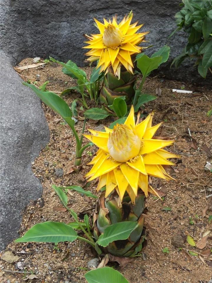 什么花放在家里最好看最实用,放家里风水好又好养的花有哪些