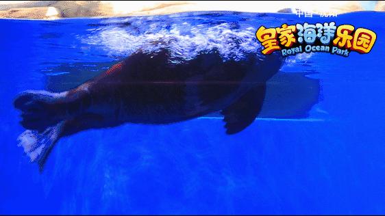 亚洲最大的海洋极地馆,亚洲最大的海洋极地世界是哪里