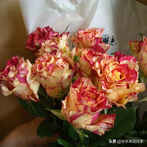 切花大全100种,鲜花大全50种花的花语