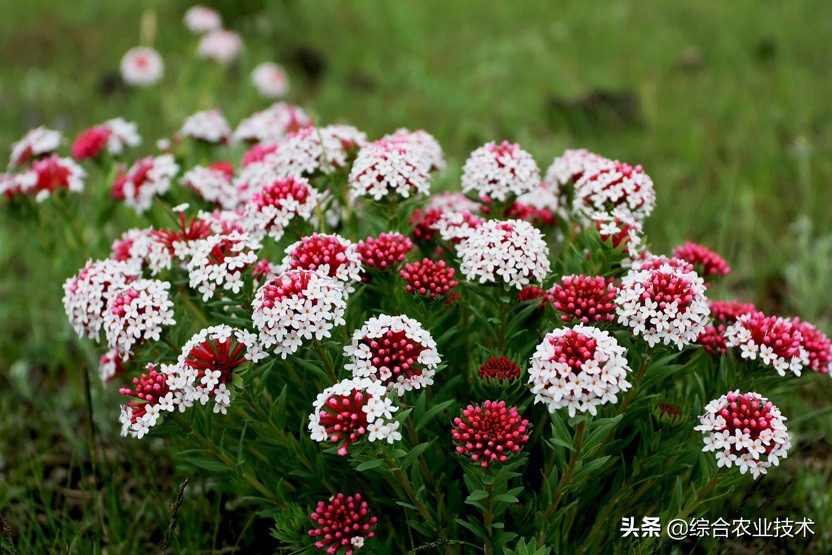 菜园土里的土蚕怎么解决,种的菜被土蚕吃了怎么办