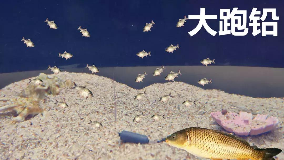 野钓调漂基础知识大全,野钓调漂最佳方法解读