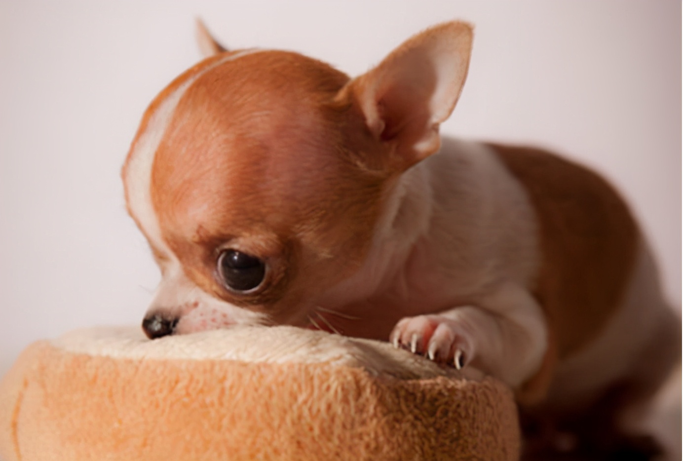 “忽悠”我买吉娃娃的人，你们把我害苦了