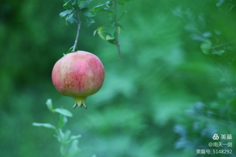 石榴一般几月份熟,石榴怎么判断熟了