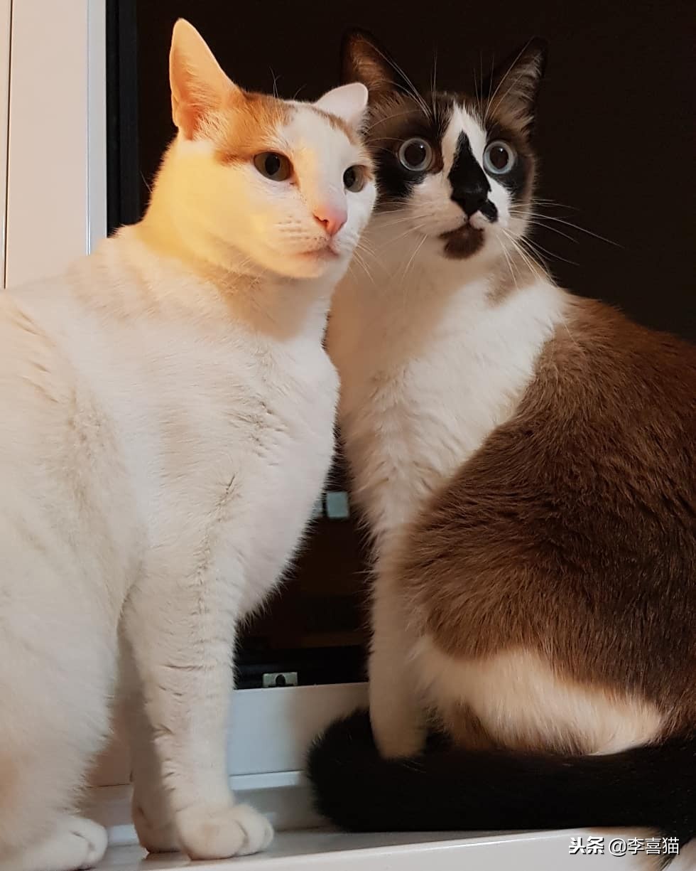 没绝育的公猫想要带回老家,没绝育的公猫很瘦