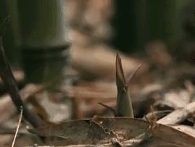 笋干好吃泡发难?大厨教你1招,又肥又嫩超省时,口感如鲜笋