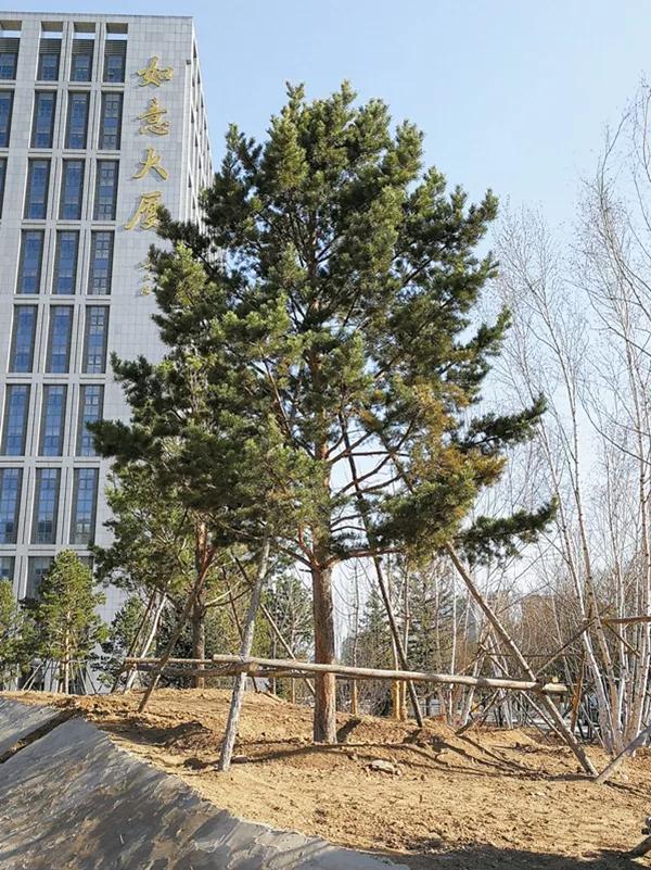 秋冬苗木栽植，支撑固定不可小视