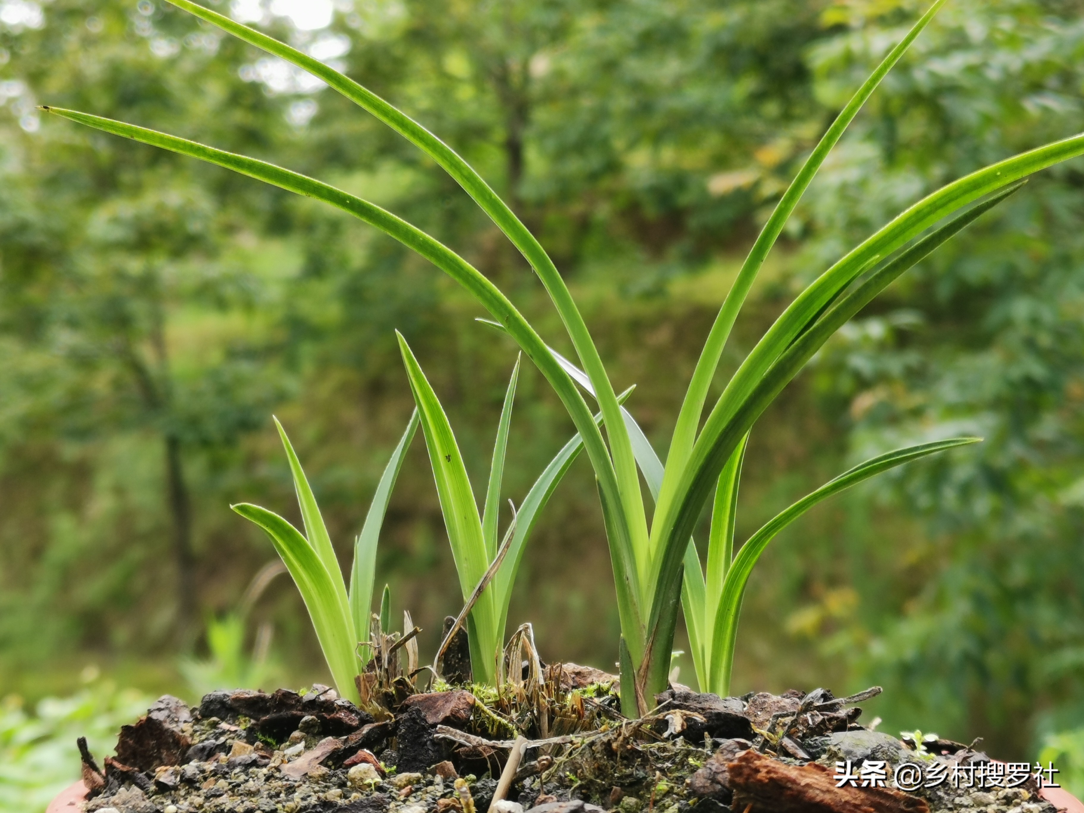 兰花专治介壳虫的特效配方,兰花蓟马和介壳虫可以一起杀吗