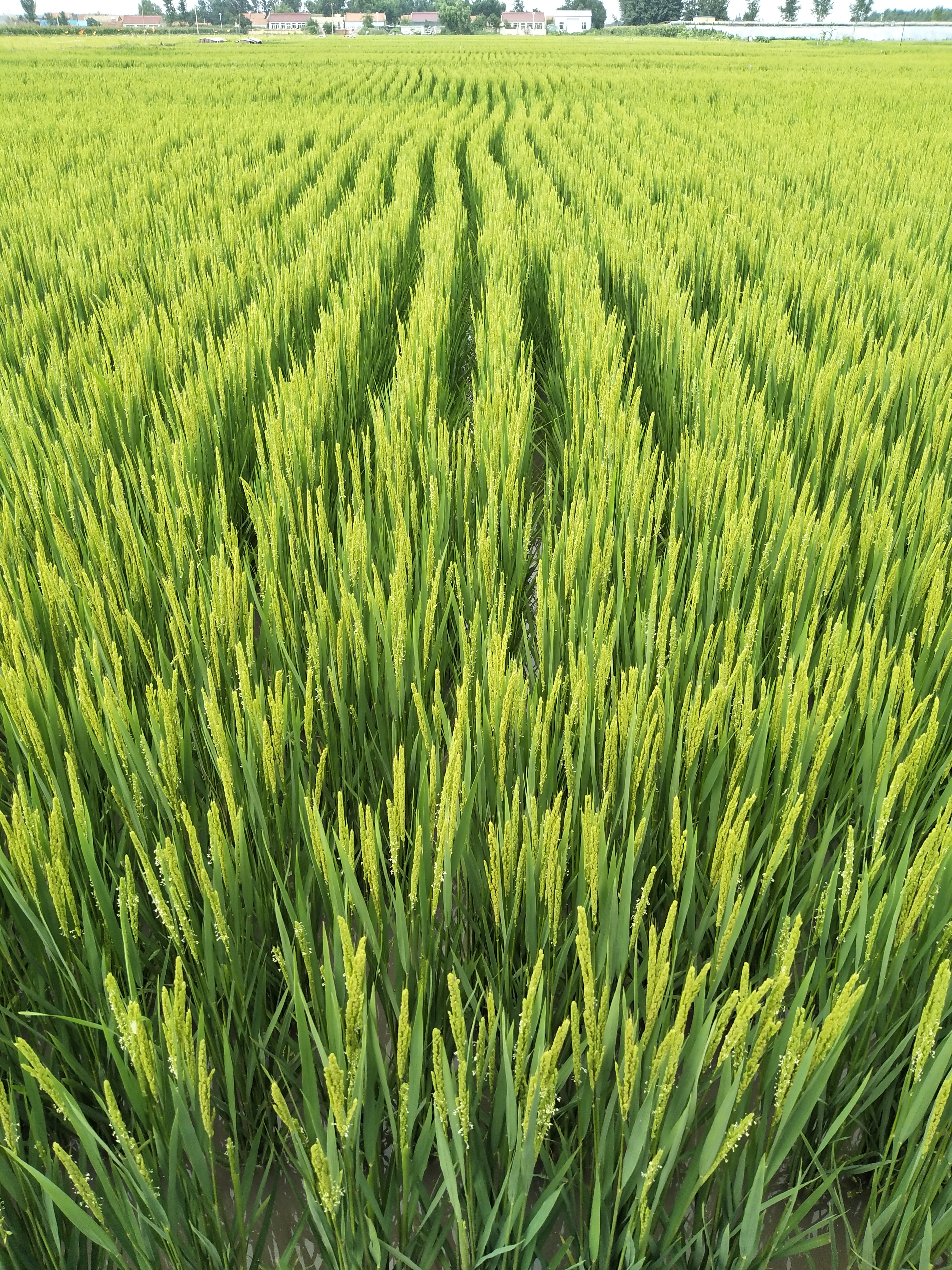 健康首选食品,鸭米庄园天然生态大米