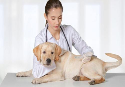 养宠心得：狗狗尿中有血是怎么回事？护理尿血狗狗的措施参考