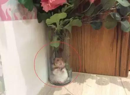 仓鼠越狱被发现的时候一动不动,仓鼠越狱躲在柜子里的缝隙里