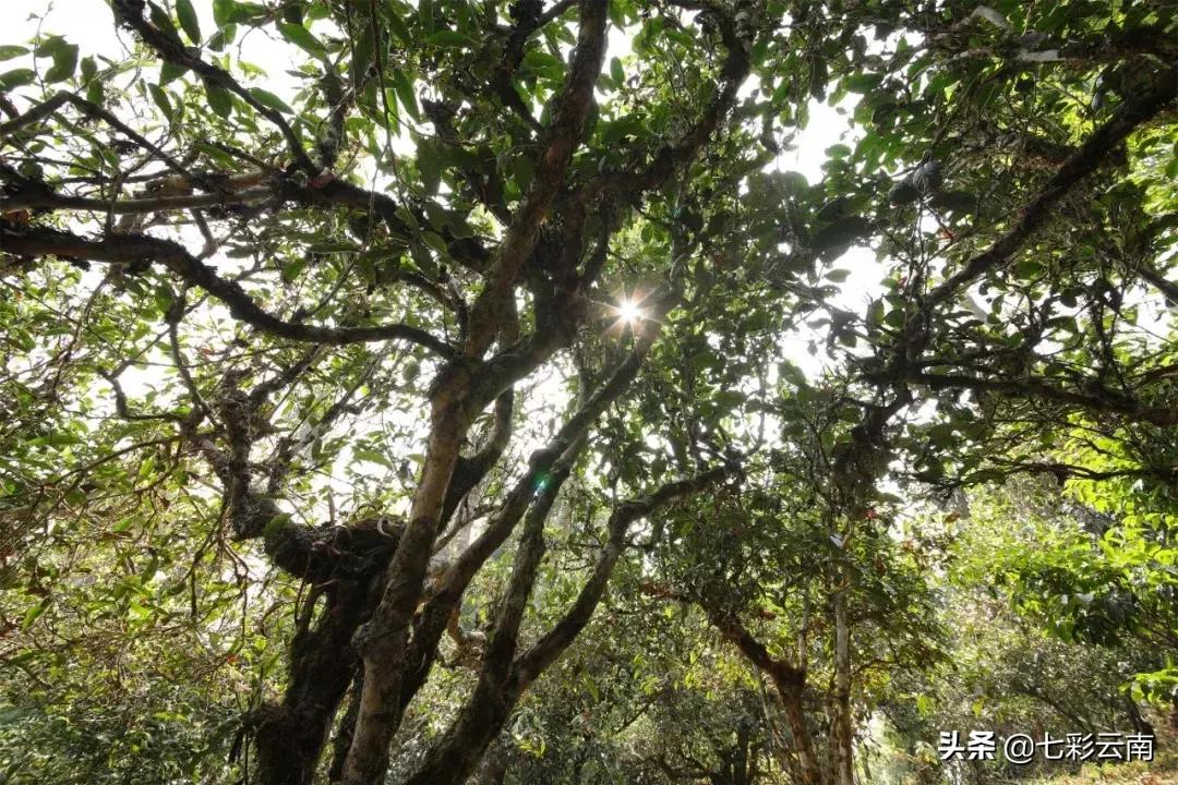 七彩云南庆沣祥生茶,2018年云南普洱茶十大名茶