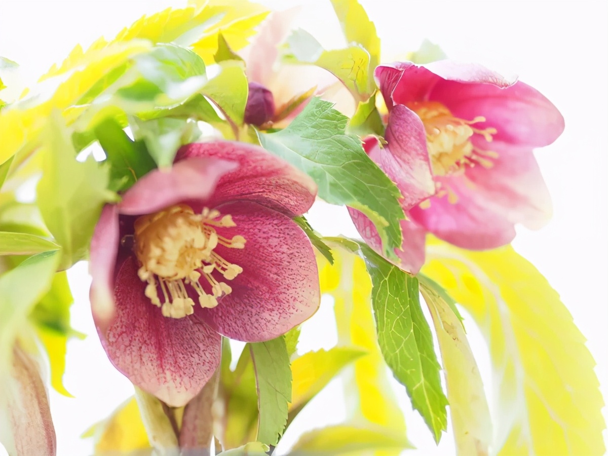 大雪天能种的植物,迷你玫瑰是不是一年四季都能开花