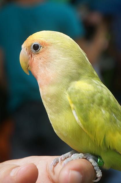 灰机鹦鹉品种,黑色鹦鹉品种推荐大全视频