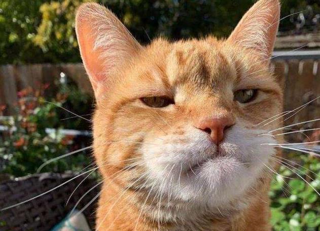 农村人又爱又恨的小昆虫,如今搬上餐桌,真下不去口