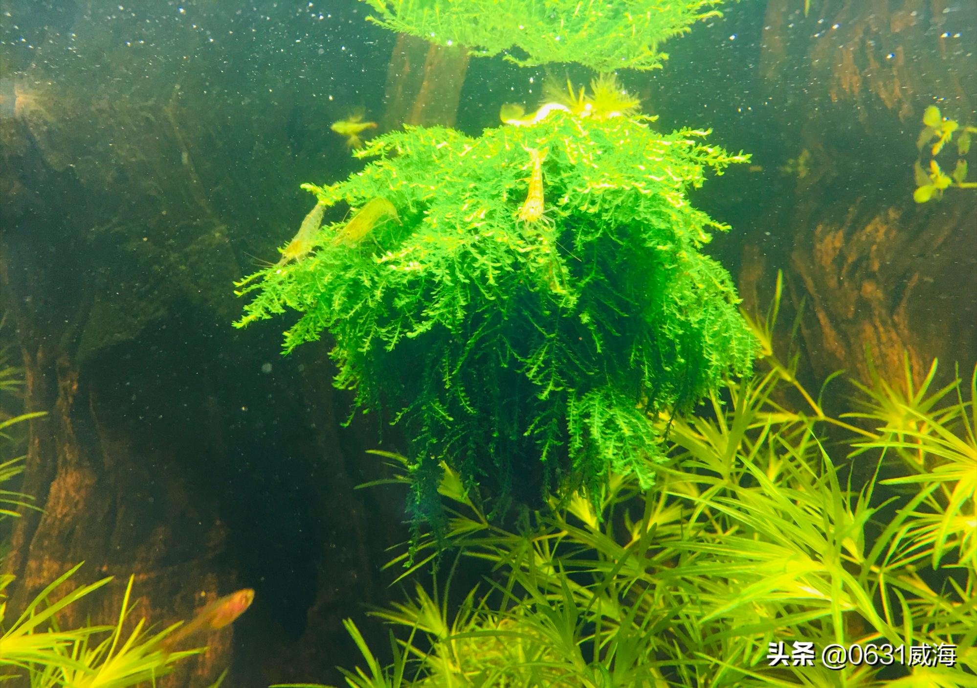 养鱼必备鱼粮推荐大全图,鱼粮养鱼专用