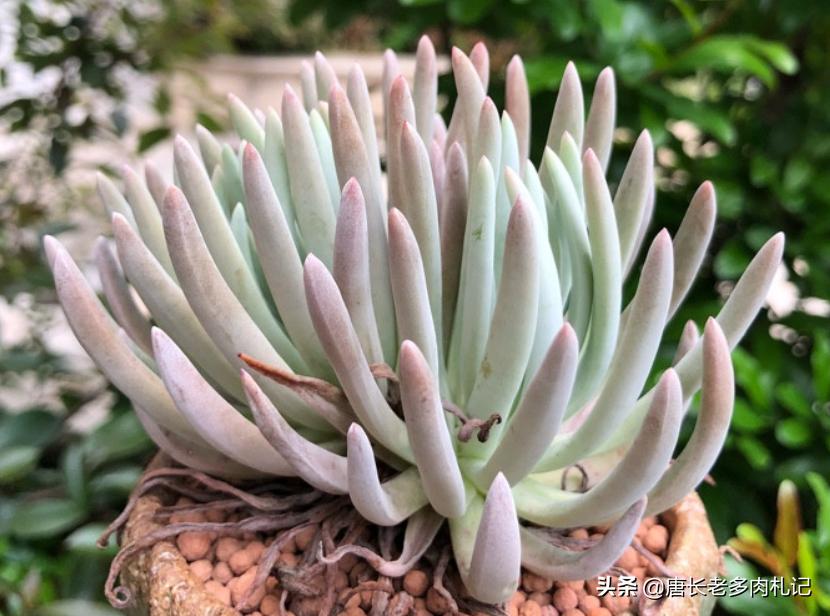 杜爱丽丝多肉怎样养,多肉爱杜丽丝用什么土种好