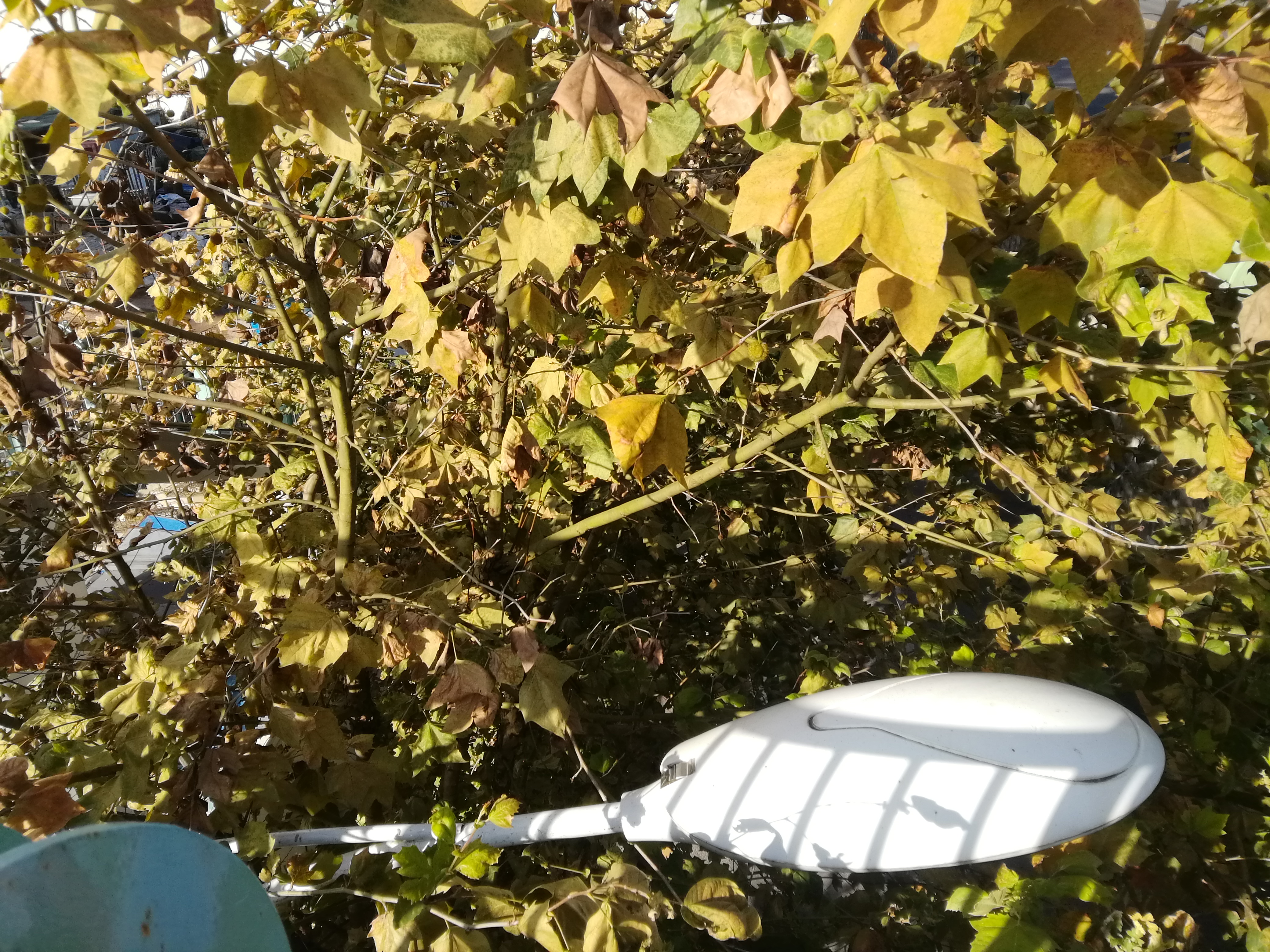 绿化把路灯挡住了怎么投诉,路边绿化带挡住人行道可以投诉吗