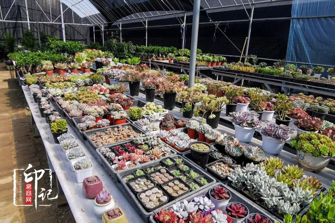 商丘道北花鸟批发市场,商丘花鸟宠物市场