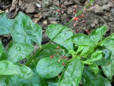 植物有哪些保护自己生存的绝招,植物遇到危险如何防御