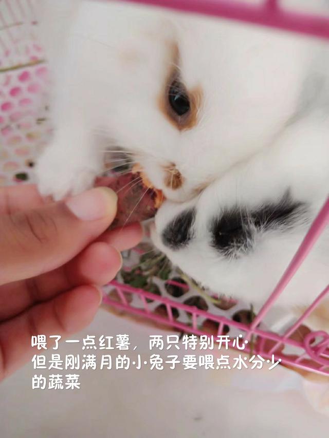 兔子生了宝宝不喂奶怎么办,兔子生了宝宝后怎么照顾