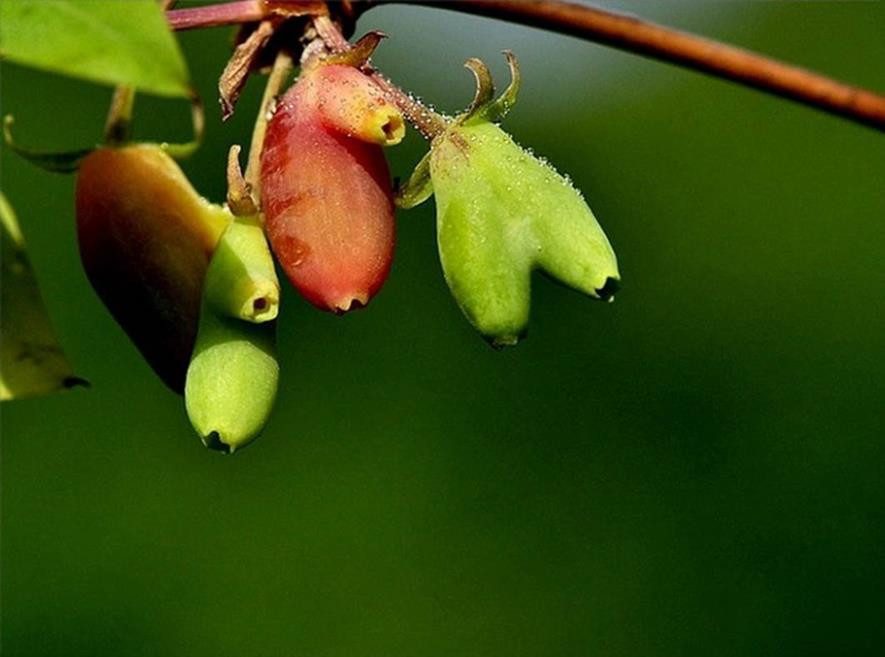 百种味道的果子,四季百种果子图片