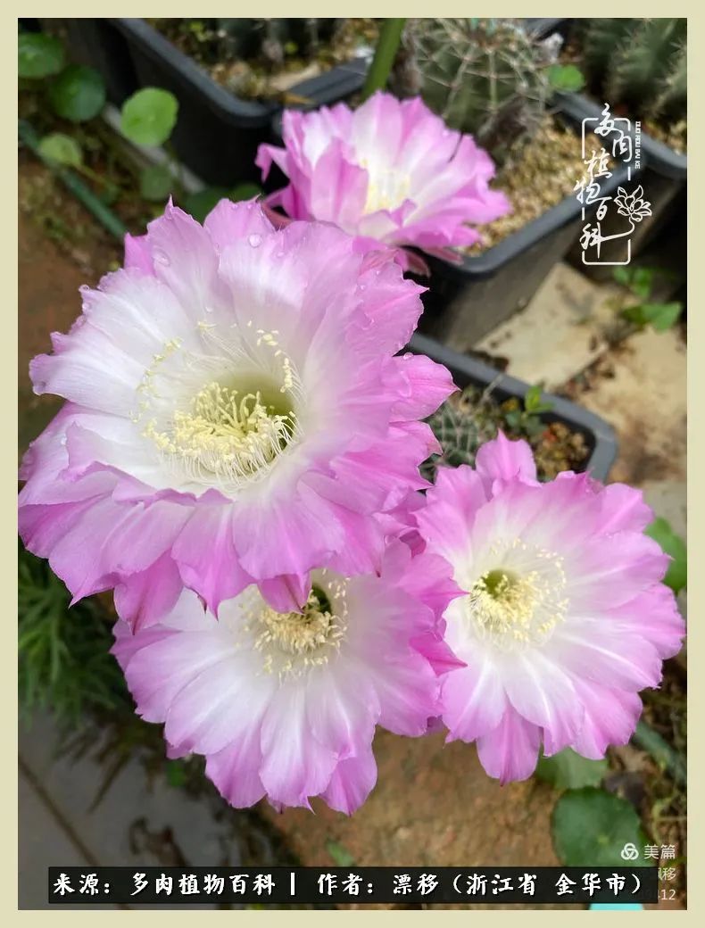 仙人球开花并散发着香味,仙人球花盛开吐露芬芳