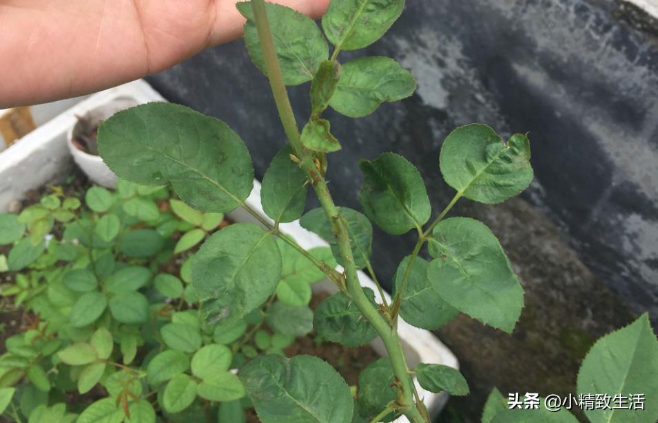 月季花是“药罐子”,常见10种病虫害,预防第一,救治第二