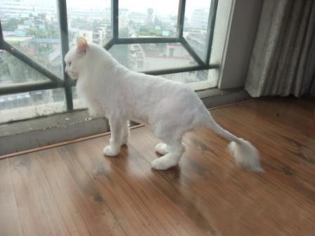 家猫特别懒怎么办,自己家蓝猫跑出去怕热怎么办