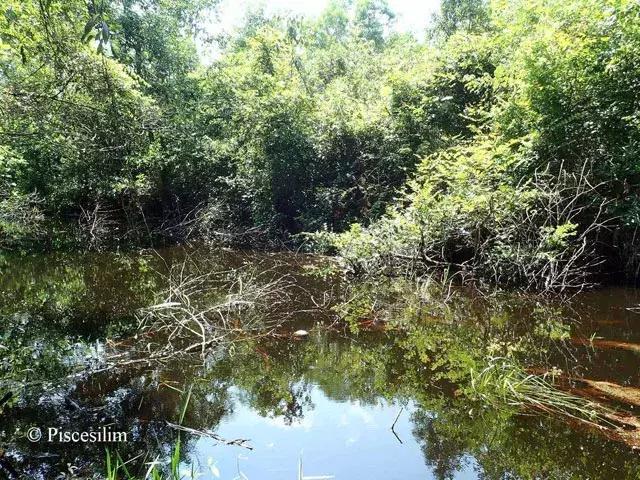 原生资讯｜和平与战争的使者-英贝利斯斗鱼