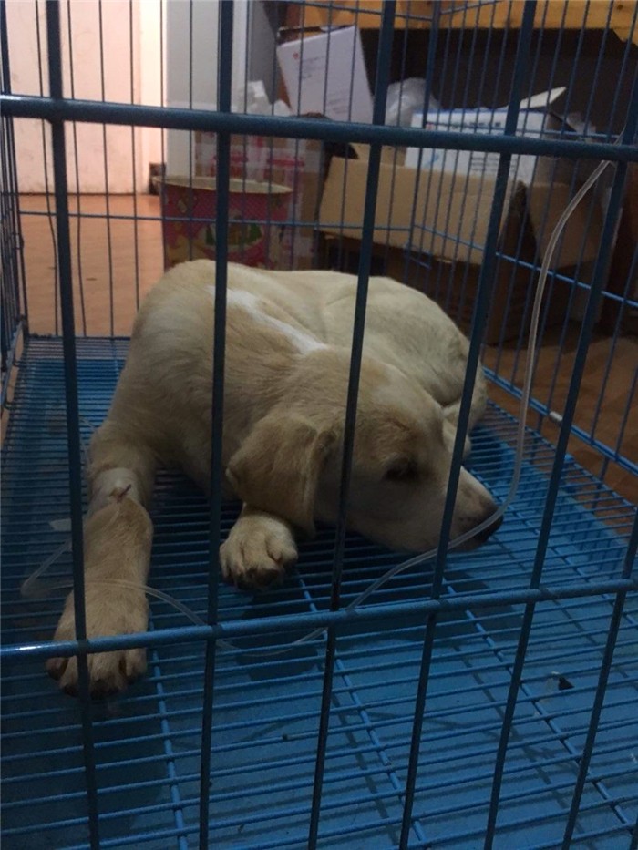 狗狗打完疫苗会有不良反应吗,狗狗打疫苗后不良反应多久能正常