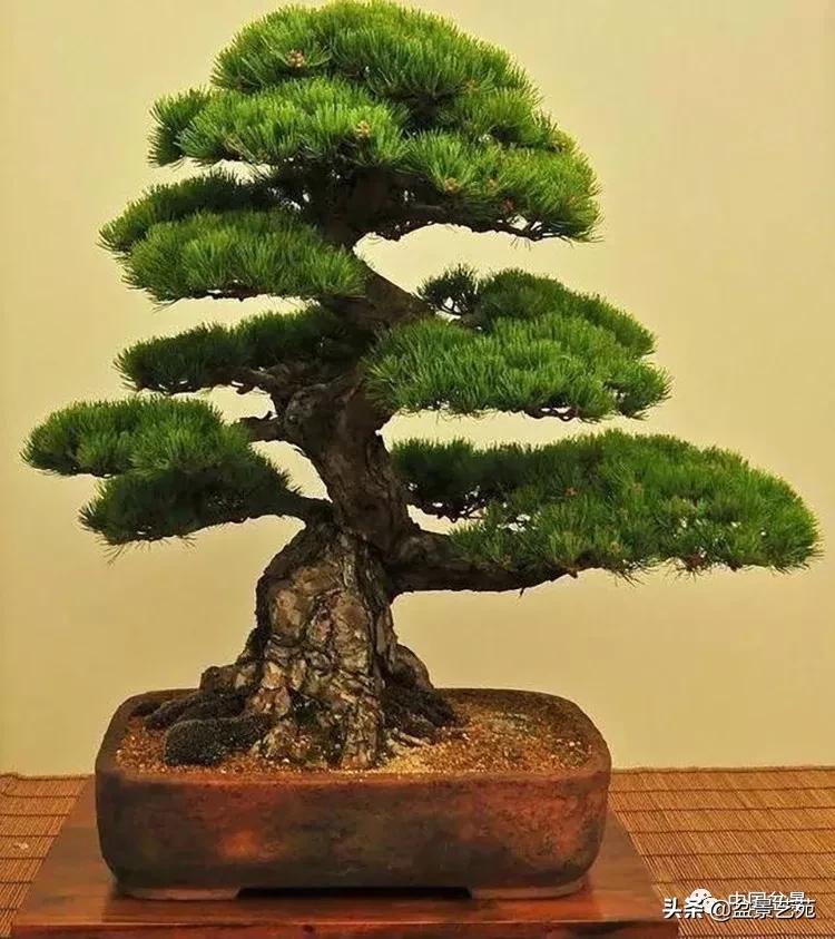 学盆景入门教程书,学习盆景制作视频