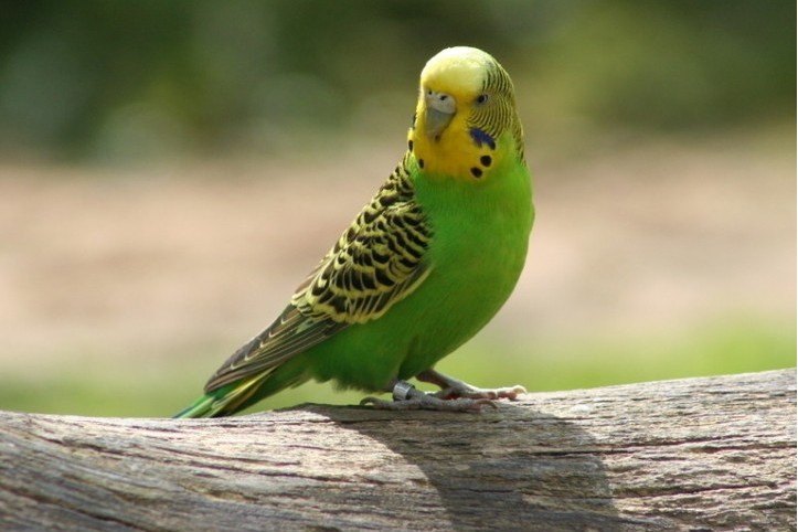 虎皮鹦鹉一共几种颜色,虎皮鹦鹉哪个品种最聪明