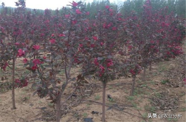 四季海棠种植方法,玫红四季海棠扦插种植
