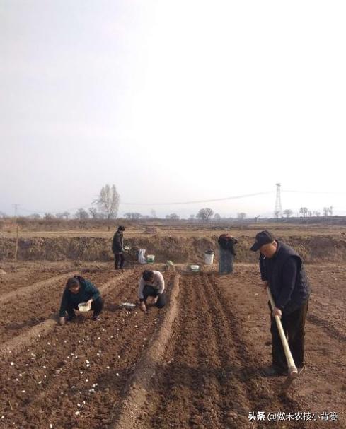 大蒜种植是人工好还是机播好,大蒜高产巧播种