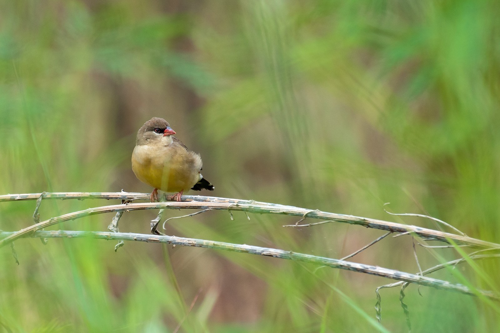拿相机打鸟,用长焦相机打鸟如何