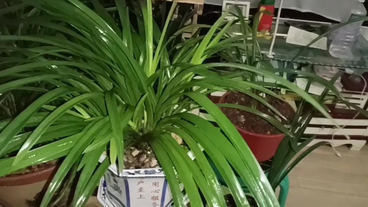 种兰花的软硬植料怎么配,养兰常用哪几种硬植料