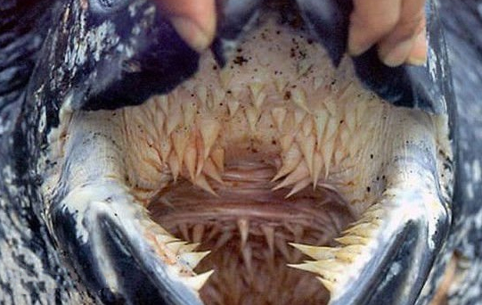 有趣的海龟是怎么样的,海龟特点与有趣之处