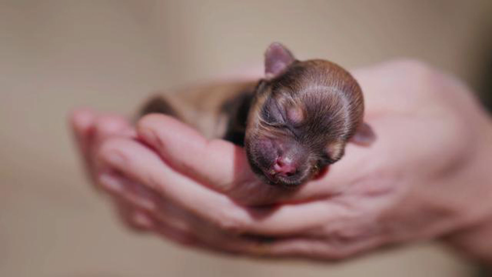 幼犬的日常护理有哪些,有关幼犬护毛教你几招