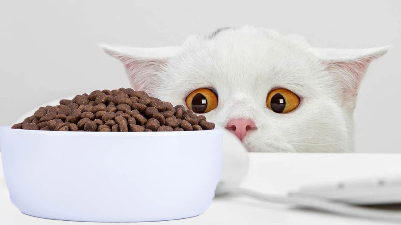 假期不出门的猫,假期不在家猫怎么办