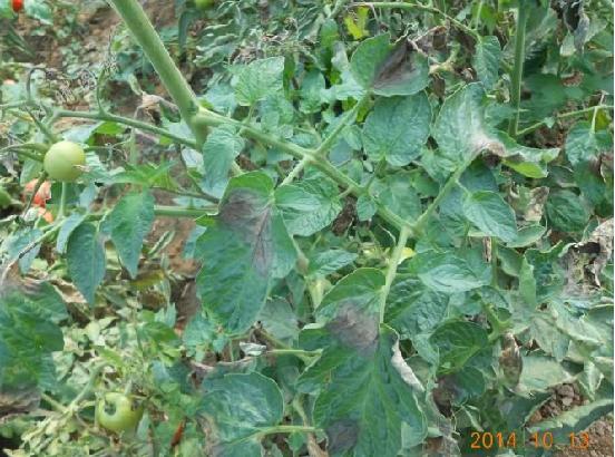 西红柿转色慢怎么解决,西红柿转色的最佳温度