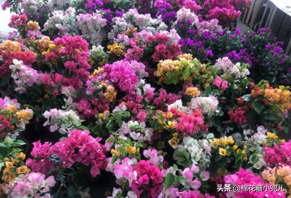 北京盆栽花卉批发市场,北京众兴花卉批发市场