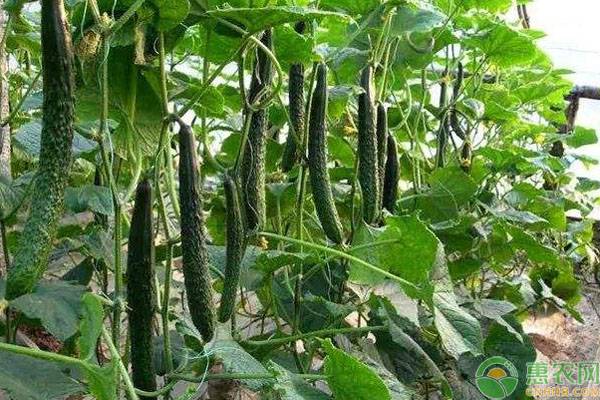 现在种植黄瓜什么品种好,今年黄瓜种植行情分析