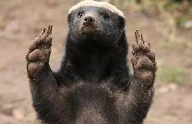 平头哥蜜獾的攻击方式,平头哥蜜獾体型