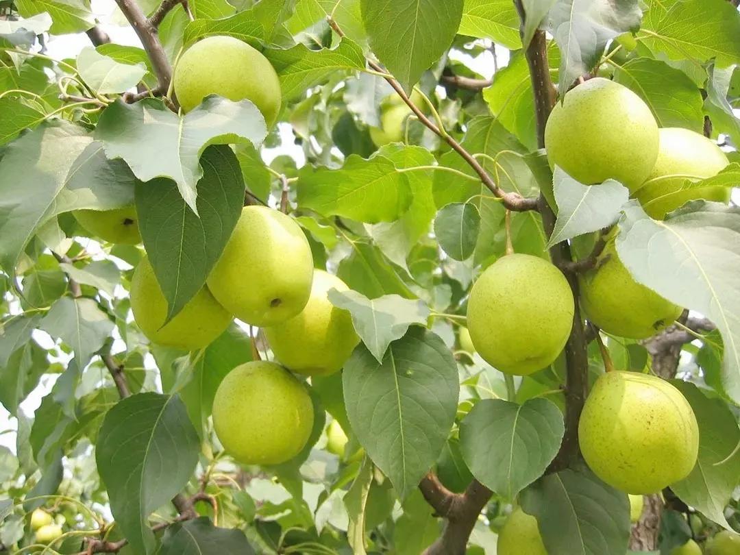 谁再说天津特产只有三绝，你就把这条文章甩给TA