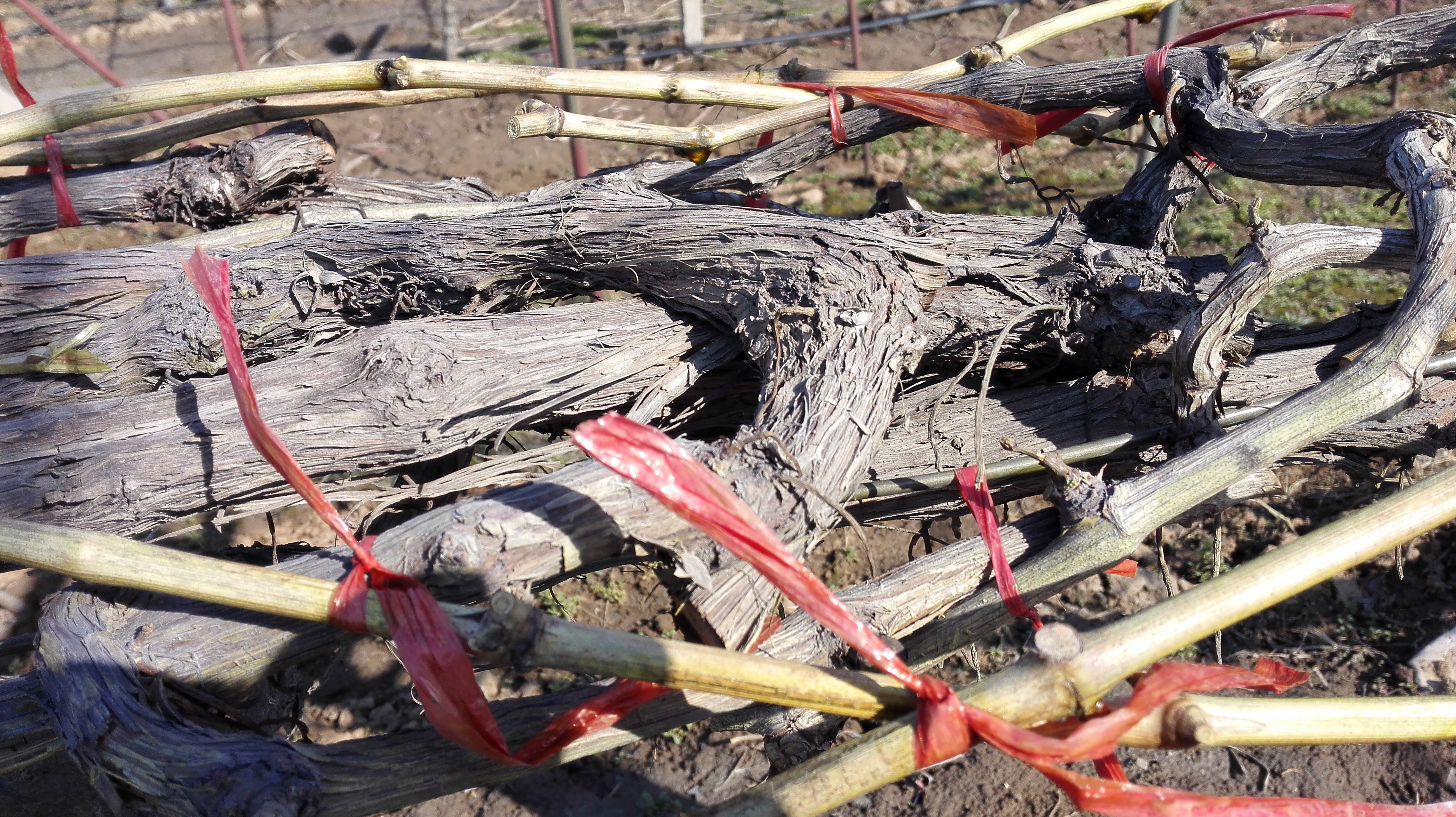 阳台果树树苗种植技术与管理,阳台盆栽老桩葡萄的正确种植方法