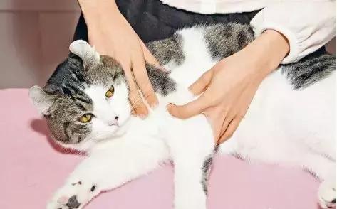 小心，猫咪露出肚皮让你撸，这其实是陷阱