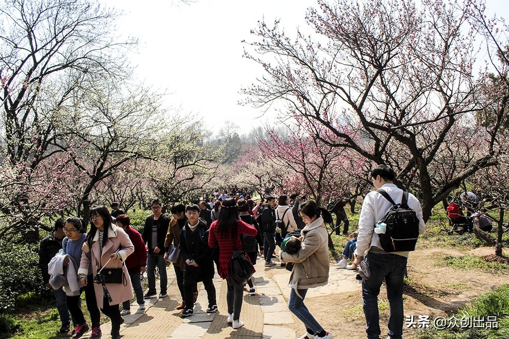 南京第一梅山,南京梅山和梅花山