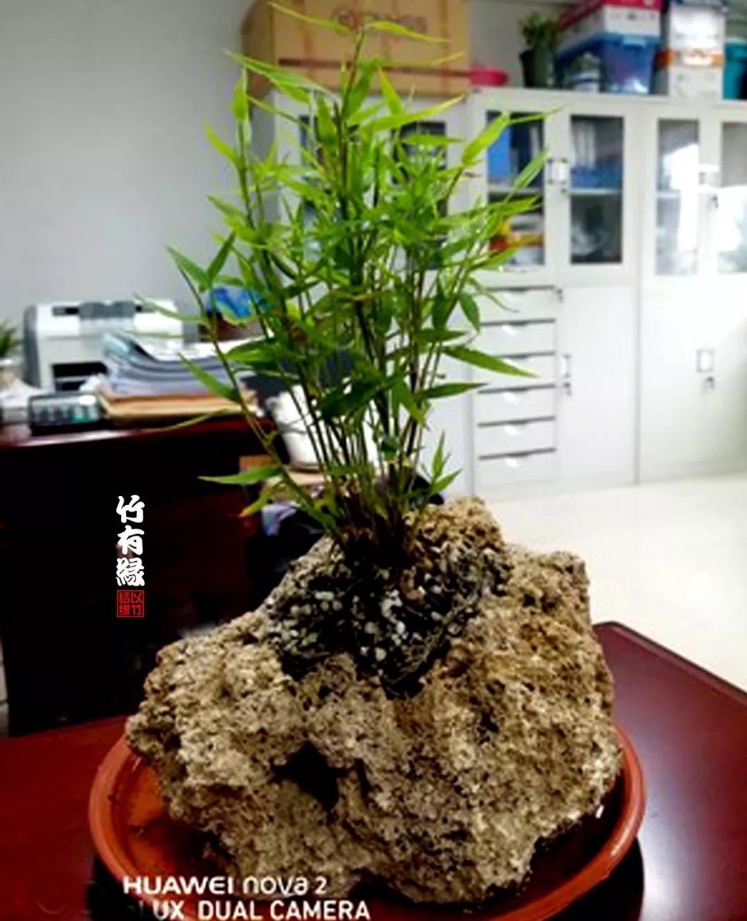 《竹子浇水宝典》竹子浇水是门大学问!